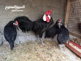  1 عشاق النوادريمتوفر طقم لوغان ايزبيلا الرويس والمهرج الاسباني وأبو رقيبة خط اول كلة فتوح بيض