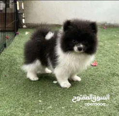  3 "Tiny Treasure: Meet Your Perfect Pomeranian Pal!"