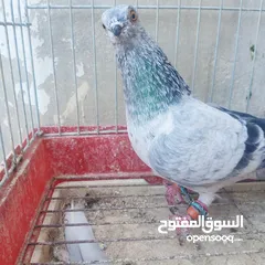 6 حمام للبيع