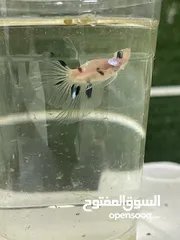  3 50 betta fish