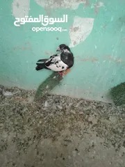  1 طيره اول خيرها