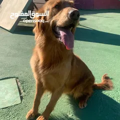  2 خدمه مبيت الكلاب وتدريبها