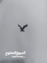  6 قمصان رجالي و وولادي جميع المقاسات ماركة زارا وبولو بأسعار مخفضة القميص ب دينارين