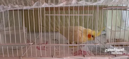  2 cockatiel كوكتيل