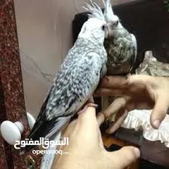  3 للبيع زوج كوكتيل مميز منتج بسعر ممتاز
