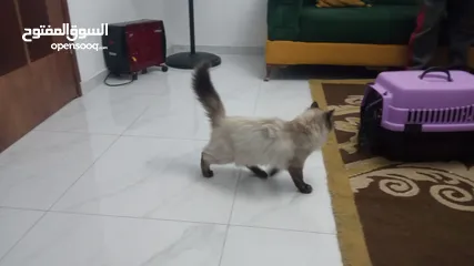  2 قط شيرازي قطة هملايا