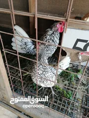  2 سبرايت جاج