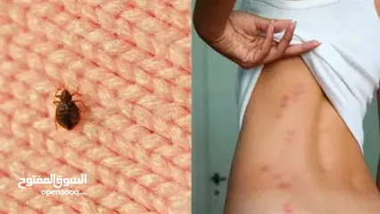  28 رش حشرات للمنازل والمحلات مع ضمان النتيجة وسرعة الاستجابة وكفالة