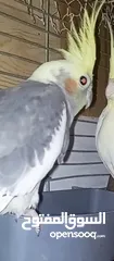  15 ببغاء كوكتيل