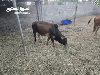  3 ثيران محلية