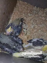  5 مجموعة فراخ كوكتيل