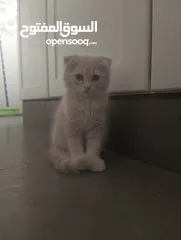  4 Golden scottish fold 2 months old