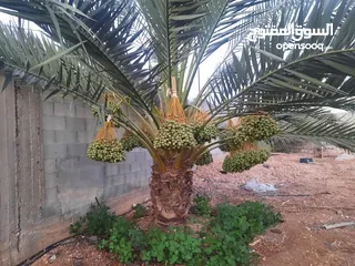  10 بيع ارض مع مزارع وع فبلا ججر