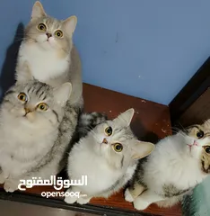  12 Available kittens for sale high quality breed Cats (Silver British breed & Scottish straight breed.)