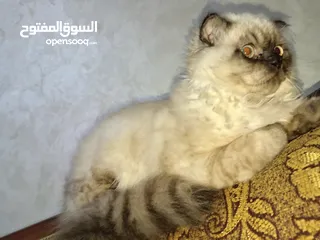  13 قطط عدد 5 بسعر مناسب جدا جدا ومغري مستوى عالي عالي جداً لعشاق التميز والإبداع قطط راغدول مكس وبريتش