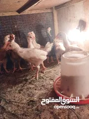  1 دجاج عرب عمر شهرين