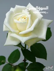  2 ابو منصور ابو منصور