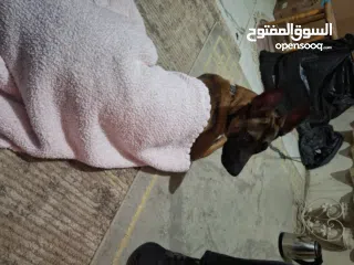  13 جراو مالينوا الأصل  للبيع  عمر عشرين يوم