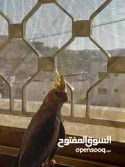  1 عصفور كوكتيل اليف للبيع دون بدل مع قفص واغراضه