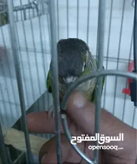  10 طيور للبيع
