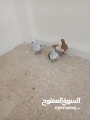  2 جواز حمام للبيع المستعجل وبسعر مغري جدا