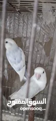  2 روز وكوكتيل حب
