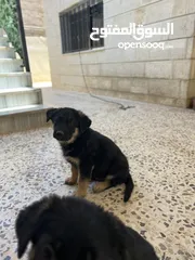  1 جراو للبيع