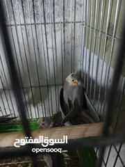  3 مجموعة فراخ كوكتيل