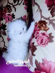  14 قطط سكوتش فولد للبيع