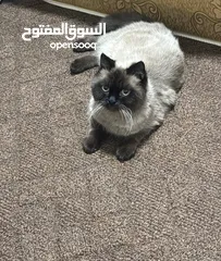  1 اسكوتش فولد