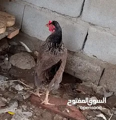  2 دجاجتين عرب صحه خير من الله مال بيت  