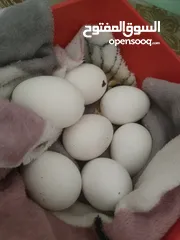  1 بيض عرب ملقح
