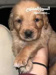  1 Golden retriever puppy pure