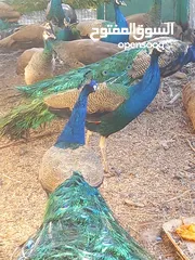  2 طاوؤس هندي