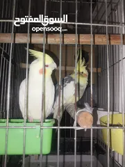  2 ببغاء الكوكاتيل للبيع