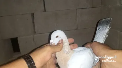  2 مخلف العام عمر سنه