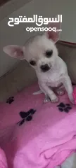  2 Chihuahuas