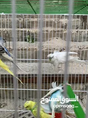  7 طيور حب نضافه صحه ما شاءالله اشي مرتب 8 هوقو رومو لعب و 7 عاديات و مع قفص وكاله 8 معالف