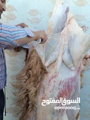  12 لحام منزلي متنقل لذبح كافة الاضاحي والعقائق والنذور