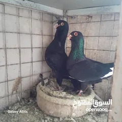  3 جواز حمام بصلاه على النبي