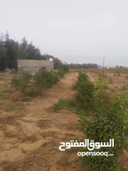  16 مزرعه 2 هكتار بمدينة الزاويه بسعر مناقس