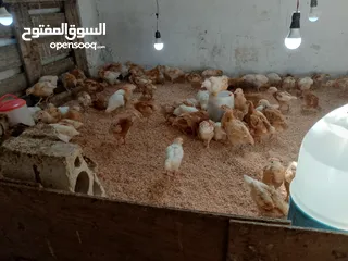  4 متاح صوص لوهمن براون البزره الاصليه