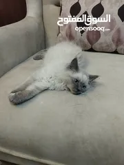  3 هملايا للبيع