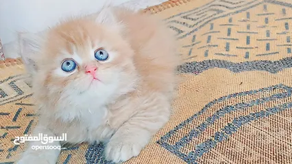  5 كيتنز بيرشن بيور مدربين ومطعمين حشرات 47 يوم