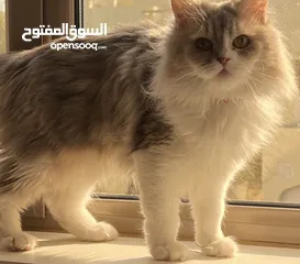  3 للتبني قطه شيرازيه العمر 6 سنوات ( صغيره الحجم )