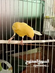  15 جوز كنار بناديق  شغال مع فرخهن