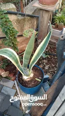  4 الواحة الخضراء  اعمال تقليم زراعة وعناية وترتيب حول المنزل