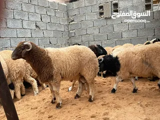 6 اضاحي العيد سعر حرق