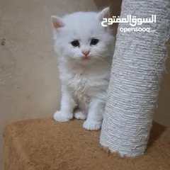  2 ما شاء الله تبارك الله ..... مجموعة من الكتنز بأنوع مختلفة .... .. (موجود تفاااصيل اكتر بالوصف) ..