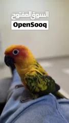  2 صن كنيور اليف جدا و لعوب للبيع لعدم التفرغ